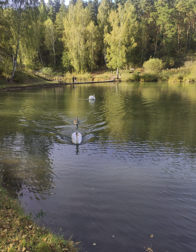 Лебеди на озере